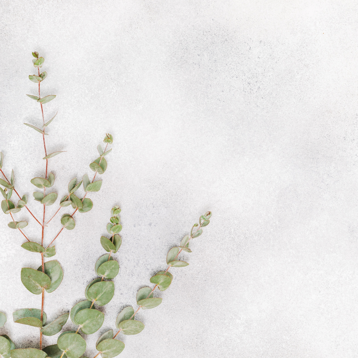 WHITE EUCALYPTUS
