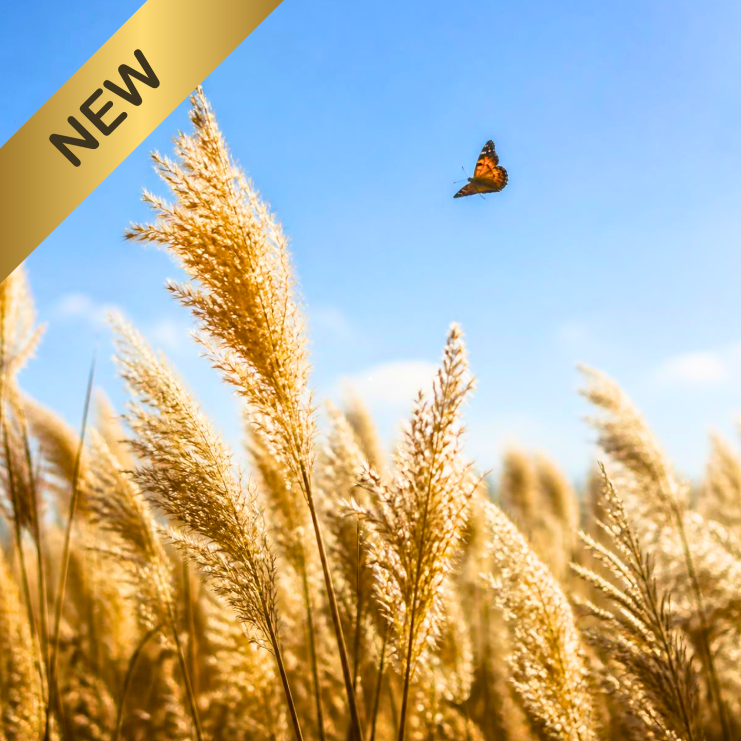 GOLDEN PAMPAS