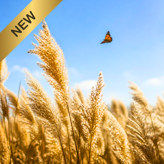 GOLDEN PAMPAS