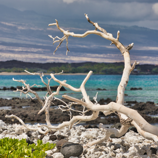 DRIFTWOOD HARBOR
